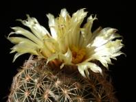 Thumbnail of 0764_Coryphantha retusa_20150701_02(1).JPG